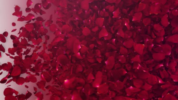 Petals Logo Reveal III